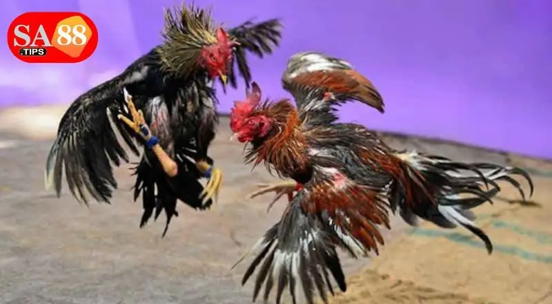 Tìm hiểu nguồn gốc và lý do Đá gà cựa sắt gây sốt Tìm hiểu nguồn gốc và lý do Đá gà cựa sắt gây sốt