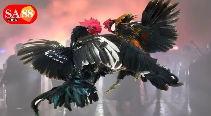 Cách đặt cược đá gà cựa sắt cho người mới Cách đặt cược đá gà cựa sắt cho người mới