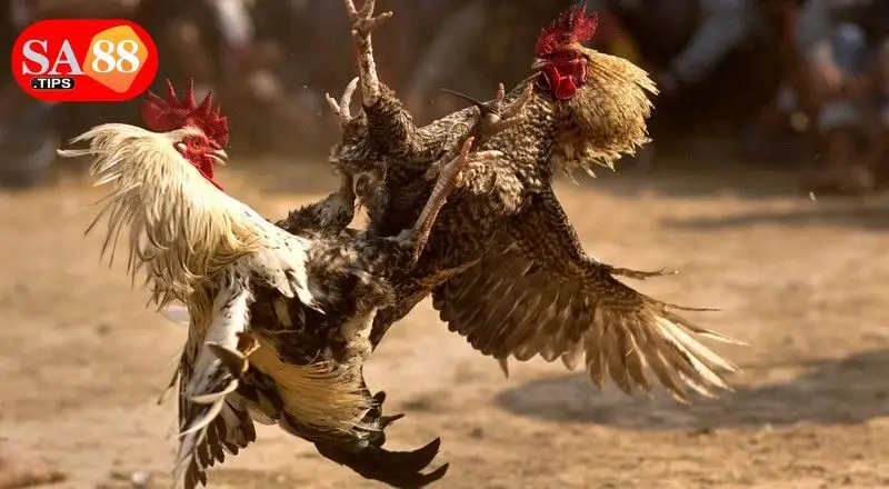 Vài nét về game cược đá gà thomo tại nhà cái SA88