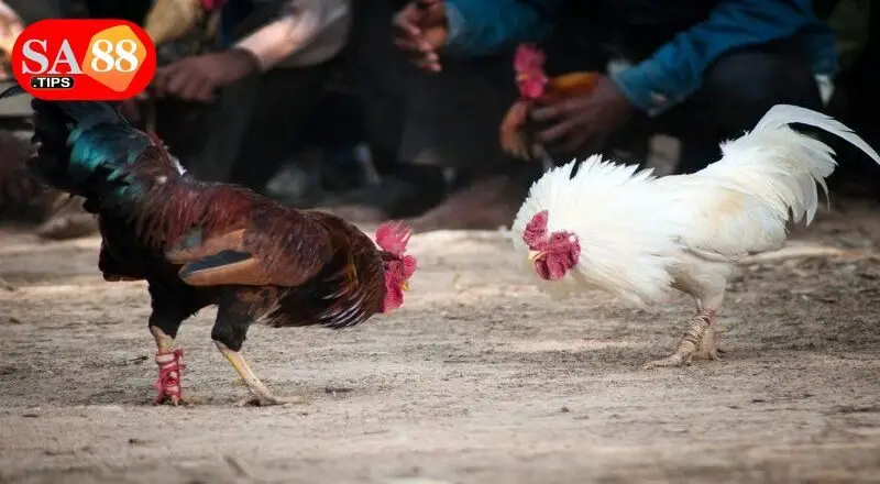 Kinh nghiệm vàng cho người mới bắt đầu với đá gà cựa sắt tại SA88 Kinh nghiệm vàng cho người mới bắt đầu với đá gà cựa sắt tại SA88