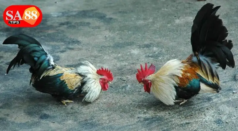 Điểm nổi trội khi chơi đá gà thomo tại SA88